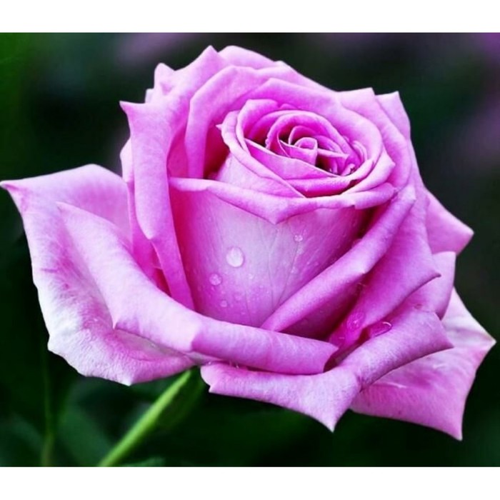 Роза чайно гибридная Аква С3, в. 40-60, Весна 2024 - Фото 1