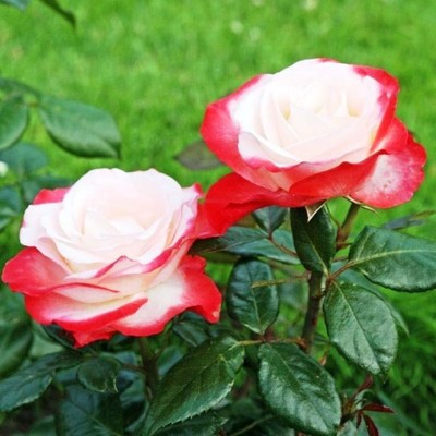 Роза чайно гибридная Ностальжи С3, в. 60-80, Весна 2024