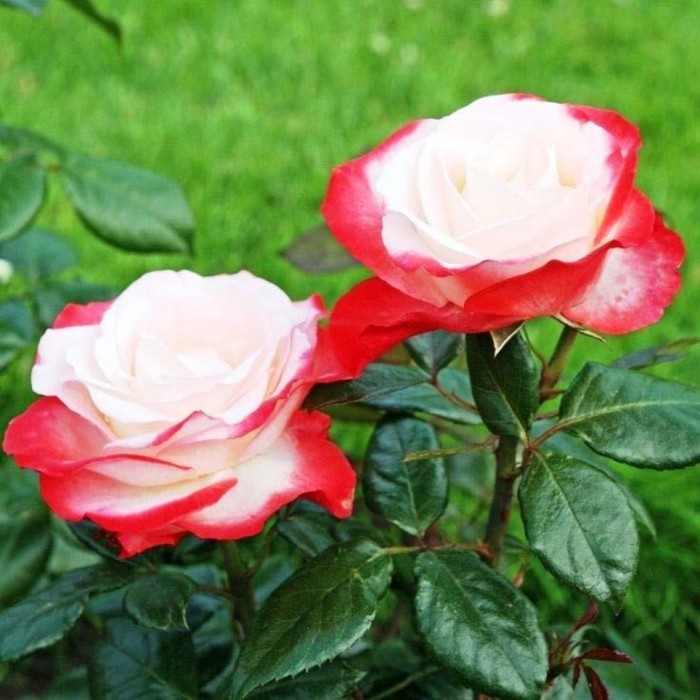 Роза чайно гибридная Ностальжи С3, в. 60-80, Весна 2024 - Фото 1