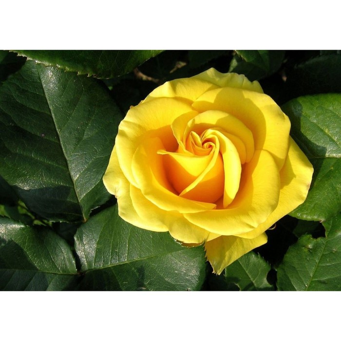 Роза чайно гибридная Паппилон С3, в. 40-60, Весна 2024 - Фото 1