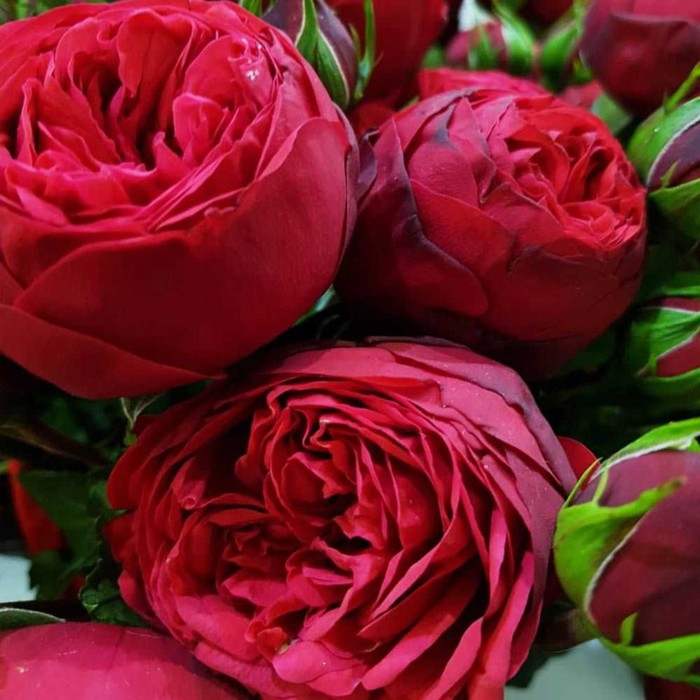Роза чайно гибридная Ред Пиано С3, в. 20-40, Весна 2024 - Фото 1
