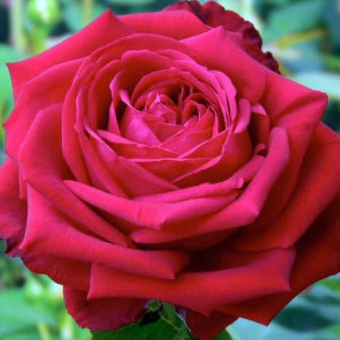 Роза чайно гибридная Софи Лорен С3, в. 40-60, Весна 2024 - Фото 1