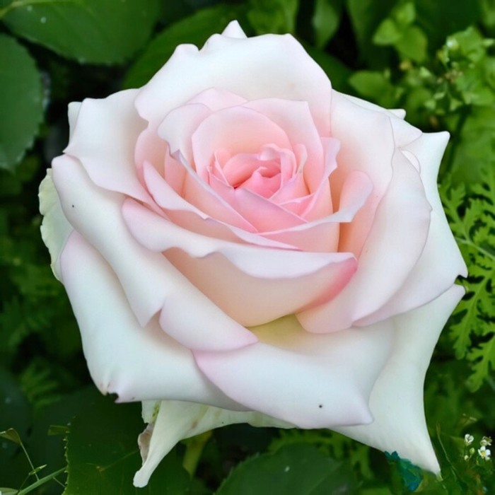 Роза чайно гибридная Эмма де Мейян С3, в. 60-80, Весна 2024 - Фото 1