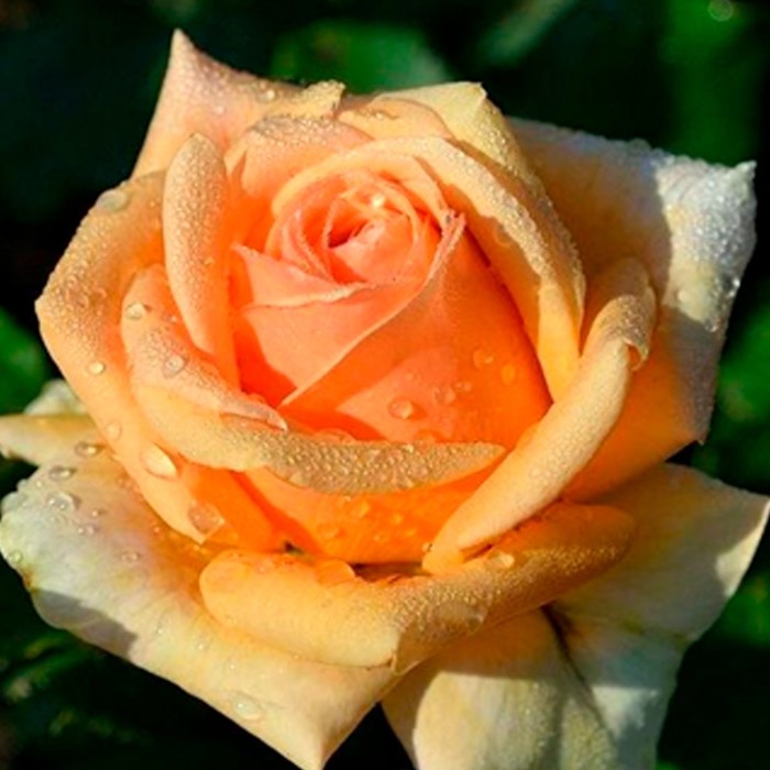 Роза чайно-гибридная Гейша С3, в. 40-80, Весна 2024 - Фото 1