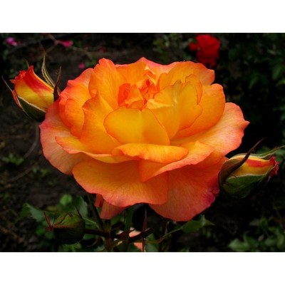 Роза шраб Сахара С3, в. 40-80, Весна 2024