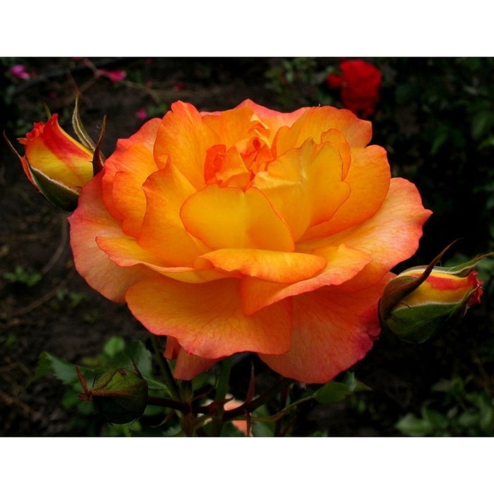 Роза шраб Сахара С3, в. 40-80, Весна 2024 - Фото 1