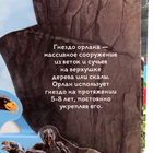 3D энциклопедия-панорамка «Хищники» - фото 24006372