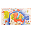 Книжка с окошками «Анатомия» - фото 24672064