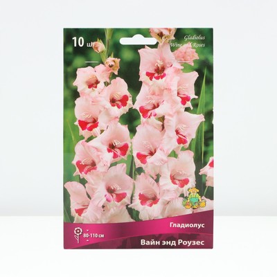 Гладиолус крупноцветковый «Вайн энд Роузес», луковица цветов в пакете с перфорацией, р-р 10/12, 10 шт.