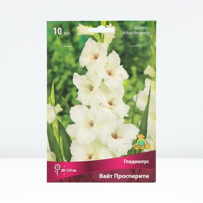 Гладиолус крупноцветковый «Вайт Просперити», луковица цветов в пакете с перфорацией, р-р 10/12, 10 шт.