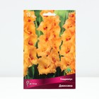 Гладиолус крупноцветковый «Джессика», луковица цветов в пакете с перфорацией, р-р 10/12, 10 шт. - Фото 1