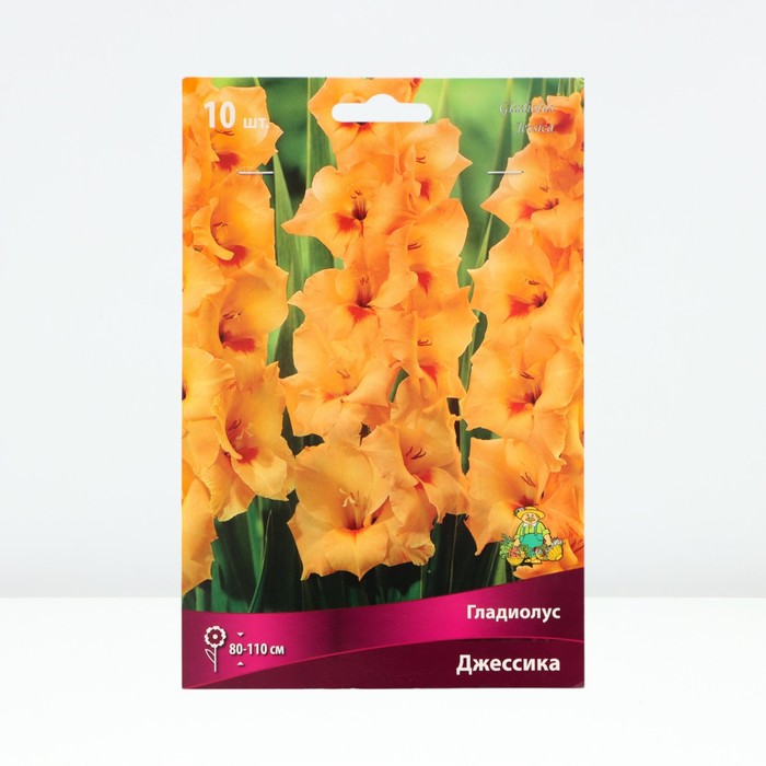 Гладиолус крупноцветковый «Джессика», луковица цветов в пакете с перфорацией, р-р 10/12, 10 шт. - Фото 1
