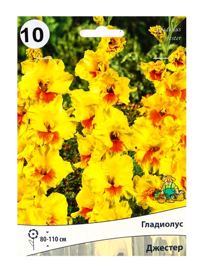 Гладиолус крупноцветковый «Джестер», луковица цветов в пакете с перфорацией, р-р 10/12, 10 шт.