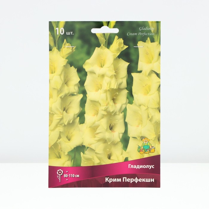 Гладиолус крупноцветковый «Крим Перфекшн»,луковица цветов в пакете с перфорацией, р-р 10/12, 10 шт. - Фото 1
