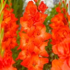 Гладиолус крупноцветковый Лайв Оук р-р 12/14, 5 шт. Весна 2026  (артикул 10514978)  большой выбор товаров оптом и в розницу по низким ценам с доставкой