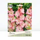 Гладиолус крупноцветковый "Май Лав",  р-р 10/12, 10 шт, Весна 2024 - Фото 1