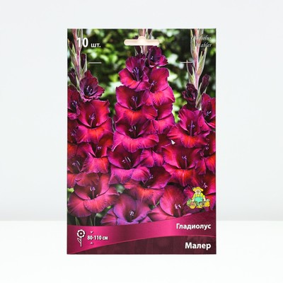 Гладиолус крупноцветковый «Малер», луковица цветов в пакет с перфорацией, р-р 10/12, 10 шт.