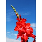 Гладиолус крупноцветковый Оскар р-р 10/12, 10 шт. Весна 2026  (артикул 10514986)  большой выбор товаров оптом и в розницу по низким ценам с доставкой