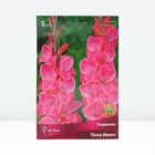 Гладиолус крупноцветковый «Пинк Ивент», луковица цветов в пакете с перфорацией, р-р 12/14, 5 шт. - Фото 1