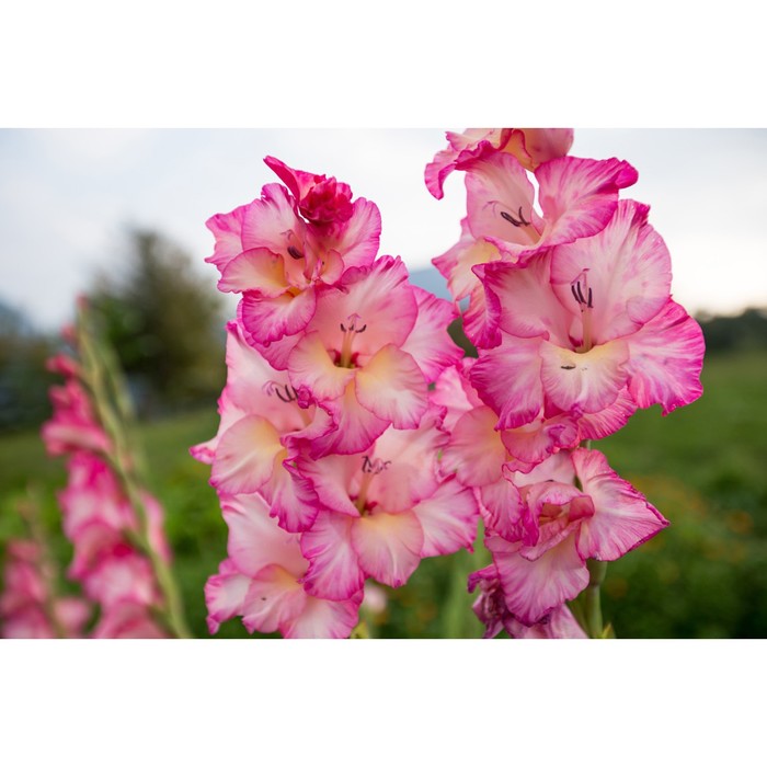 Гладиолус крупноцветковый Пинк Пэррот р-р 12/14, 5 шт. Весна 2026 - Фото 1