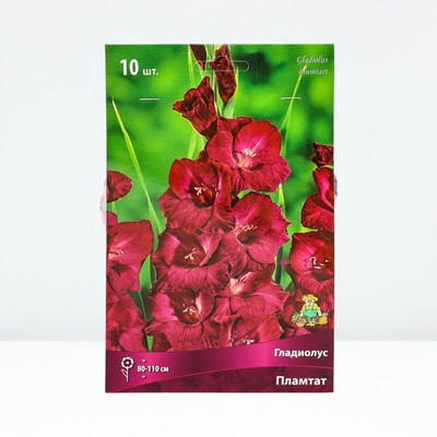 Гладиолус крупноцветковый Пламтат р-р 10/12, 10 шт. Весна 2026