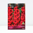 Гладиолус крупноцветковый «Рома», луковица цветов в пакете с перфорацией, р-р 10/12, 10 шт. - Фото 1