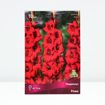 Гладиолус крупноцветковый «Рома», луковица цветов в пакете с перфорацией, р-р 10/12, 10 шт.