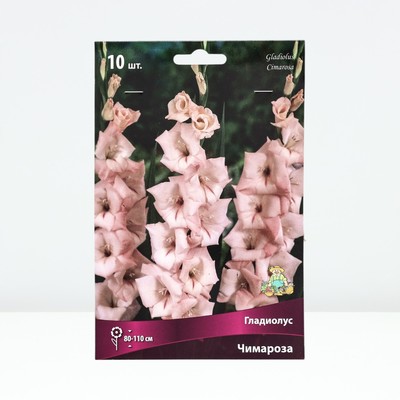 Гладиолус крупноцветковый Чимароза р-р 10/12, 10 шт. Весна 2026