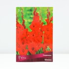 Гладиолус крупноцветковый "Шинон",  р-р 12/14, 5 шт, Весна 2024 - фото 9744987