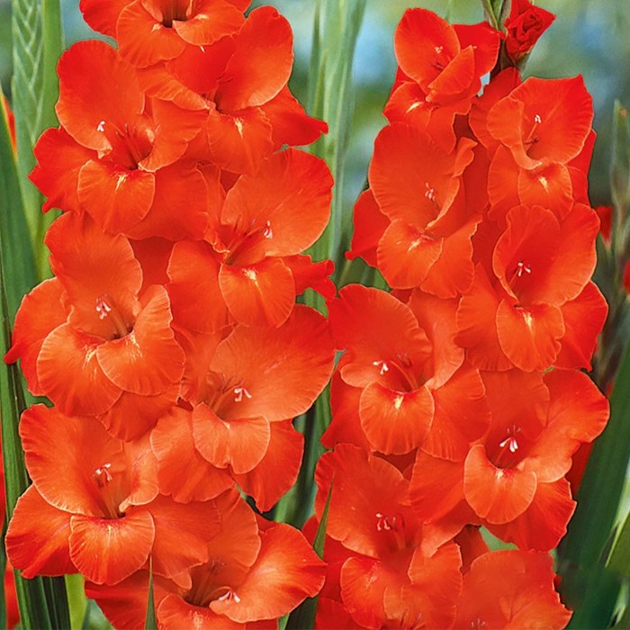Гладиолус крупноцветковый Эдванс р-р 10/12, 10 шт. Весна 2026 - Фото 1