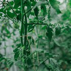 Шпагат джутовый для подвязки растений, 300 м, 1120 текс, 2 нити, джут, Greengo - Фото 5