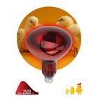 Инфракрасная лампа ЭРА ИКЗК 220-250 R127 для обогрева животных 250 Вт Е27 - фото 300915835