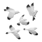 Декор настенный, гипсовое панно "Птицы" 5 шт, белые с черными крыльями - фото 9855286