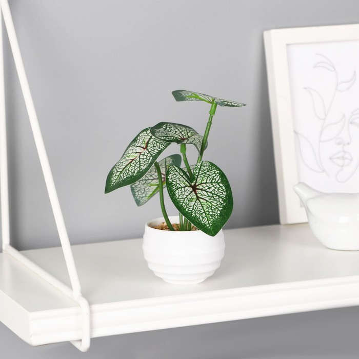 

Бонсай в горшке "Бруннера крупнолистная" 6х13 см, зелёный