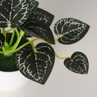 Бонсай в горшке "Антуриум хрустальный элегант" 6х11 см, зелёный - Фото 2