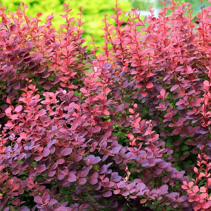 Барбарис тунберга атропурпуреа фото и описание кустарника Барбарис тунберга атропурпуреа фото и описание кустарника