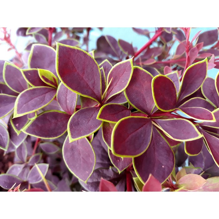 Барбарис коронита фото и описание кустарника Барбарис коронита фото и описание кустарника