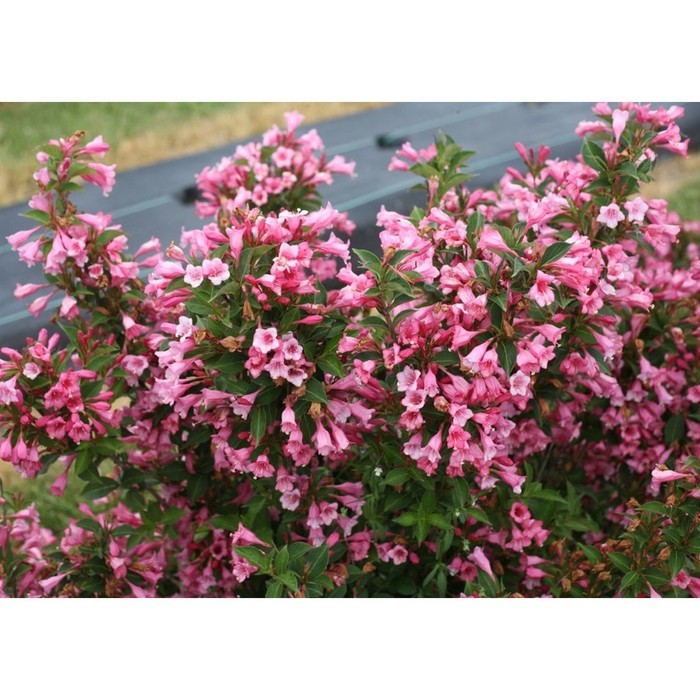 Weigela florida 'Tango' - Вейгела цветущая Танго и крупномеры купить в Краснодар