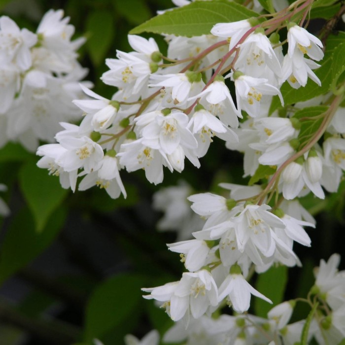 Дейцела кустарник фото Дейцела кустарник фото