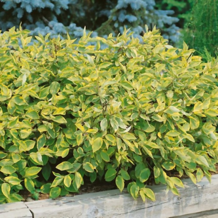 Саженец белого дерена 'Гоучаулти'/Cornus alba 'Gouchaultii' C3-4: отзывы покупат