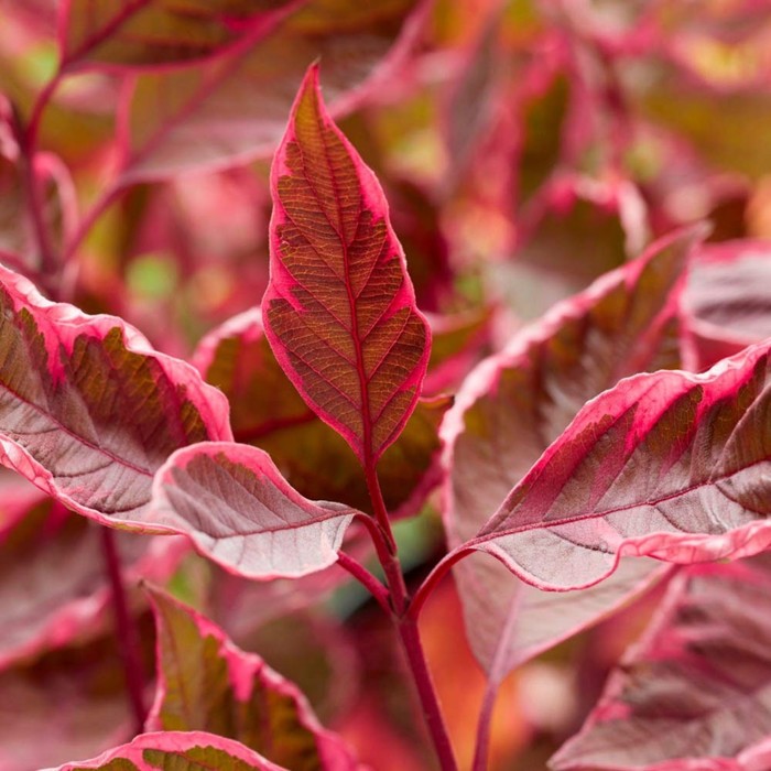 Саженец Дерен белый Миракл / Закрытая (ЗКС) / 20-30 см. - купить с доставкой по