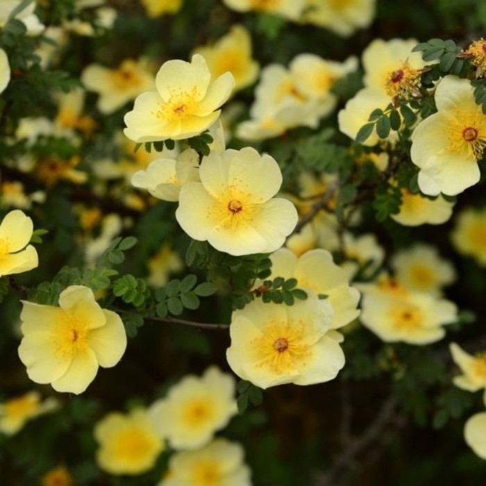Саженец Лапчатка кустарниковая "Primrose Beauty", Горшок P9, Лето 2024 - Фото 1