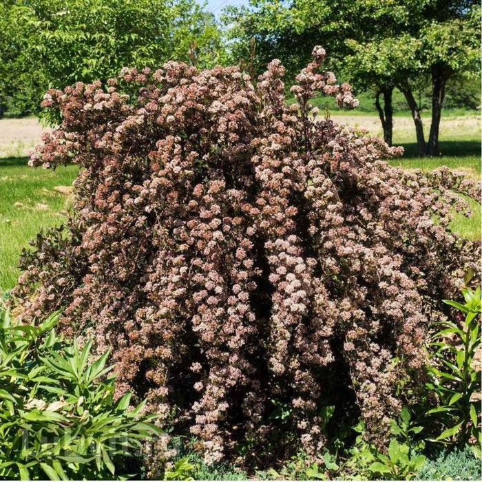 Купить Пузыреплодник калинолистный Литтл Девил С3,6 h=40-50 в Воронеже: фото, оп