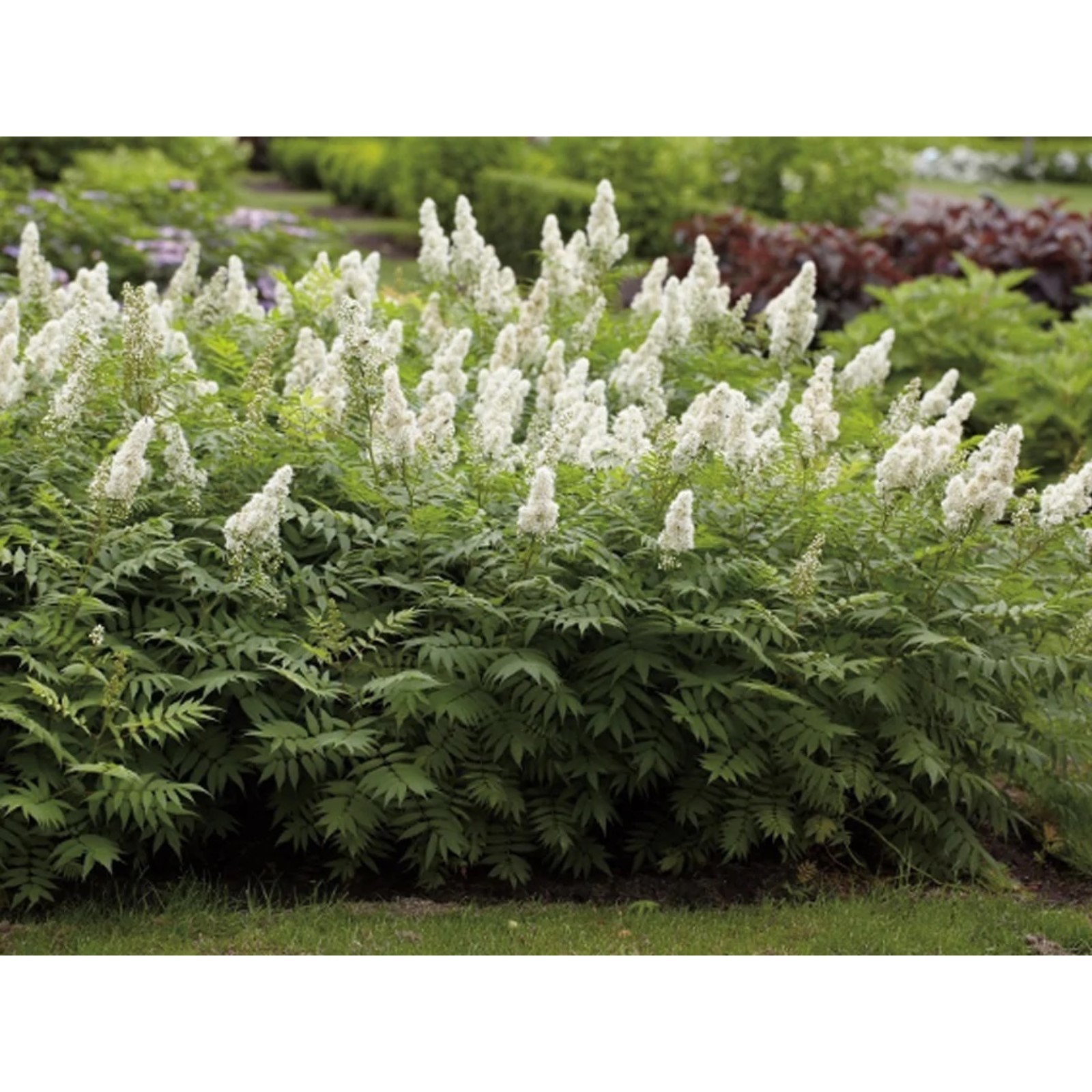 Рябинник рябинолистный Сэм - купить саженцы в садовом центре Gardenstreet Нижний