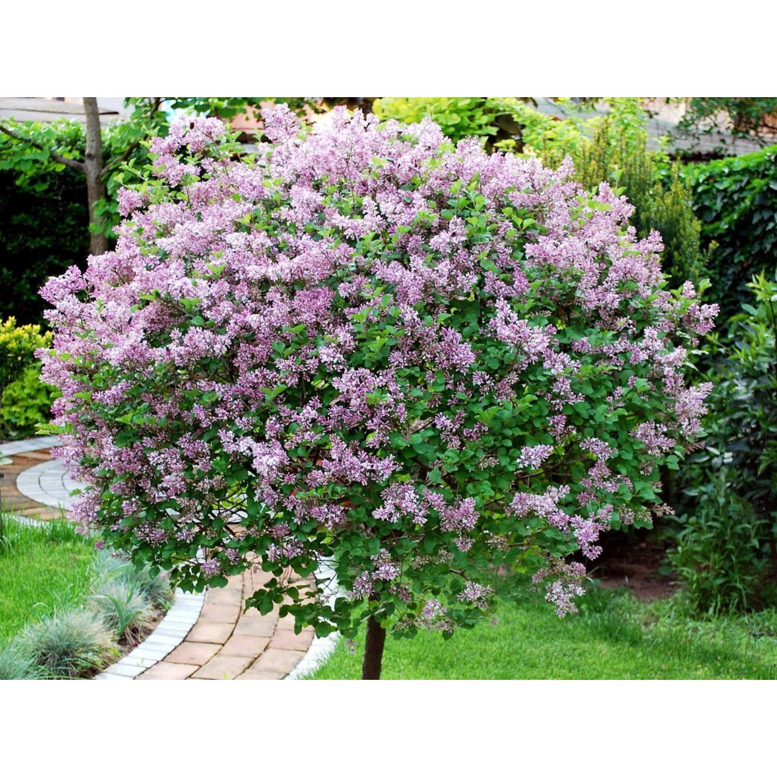 Карликовая сирень фото и описание кустарника Карликовая сирень фото и описание кустарника