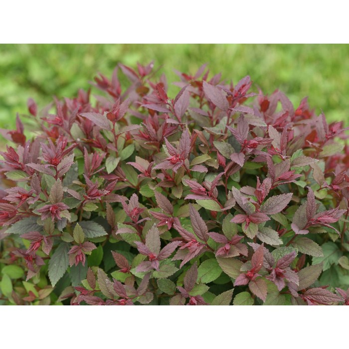 Купить Спирея японская Double Play Doozie - Спирея - GardenPlants