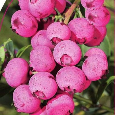 Саженец Голубика садовая "Pink Blueberry", Горшок P9, Лето 2024