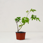 Саженец Ежевика кустистая "Thornless Evergreen", Горшок P9, Лето 2024 - фото 26174625