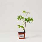 Саженец Ежевика кустистая "Thornless Evergreen", Горшок P9, Лето 2024 - фото 26174626