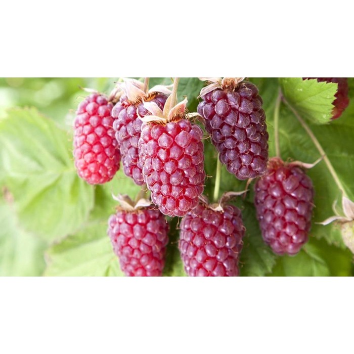 

Саженец Ежемалина "Loganberry", Горшок P9, Лето 2024